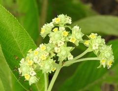 Lippia umbellata