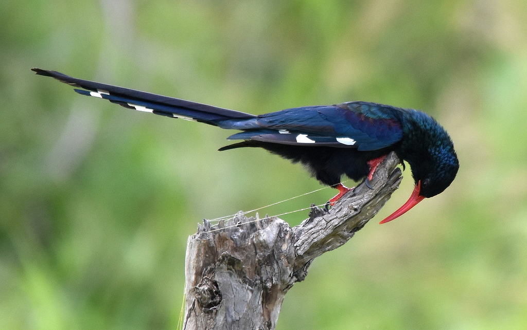 Green Wood Hoopoe
