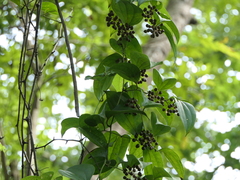 Smilax ovalifolia