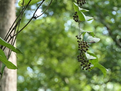 Smilax ovalifolia
