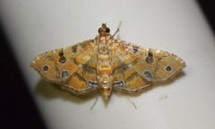 Ommatospila narcaeusalis