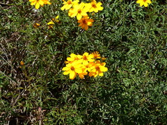 Tagetes lemmonii