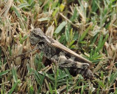 Encoptolophus costalis