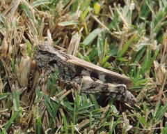 Encoptolophus costalis