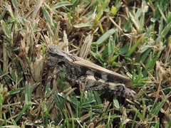 Encoptolophus costalis