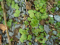 Impatiens pallida
