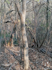 Maclura tinctoria