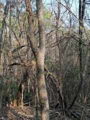 Maclura tinctoria
