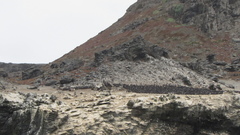 Leucocarbo bougainvillii