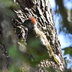 Campethera abingoni suahelica
