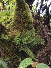 Adenophorus tamariscinus