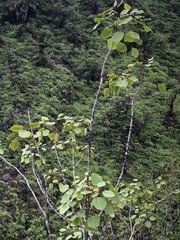 Cheirodendron platyphyllum