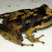 Northern Cordilleras Robber Frog - Photo (c) Melissa, some rights reserved (CC BY-NC), uploaded by Melissa
