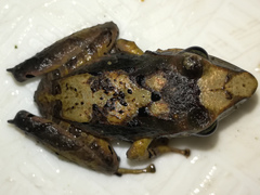 Pristimantis thectopternus