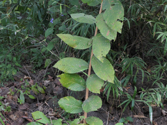 Bridelia retusa