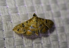 Ommatospila narcaeusalis