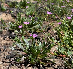 Calandrinia breweri