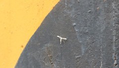 Pterophorus niveodactyla