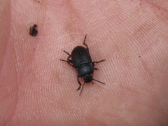 Asiopus minimus