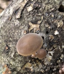Simocybe phlebophora