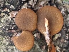 Simocybe phlebophora