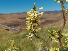 Astragalus trichopodus antisellii