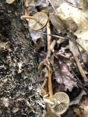 Simocybe phlebophora
