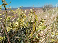 Astragalus trichopodus antisellii