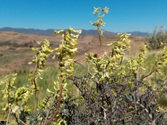Astragalus trichopodus antisellii