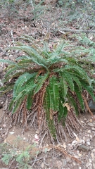 Polystichum imbricans curtum