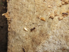 Nicoletiidae