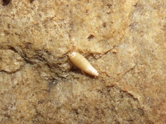 Nicoletiidae