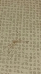 Pholcus phalangioides