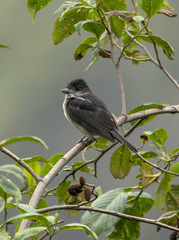 Pachyramphus validus