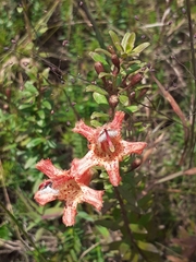 Esterhazya splendida