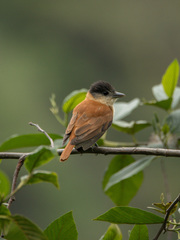 Pachyramphus validus