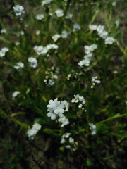 Plagiobothrys strictus