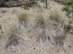Muhlenbergia macroura