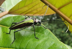 Callistochroma viridipennis
