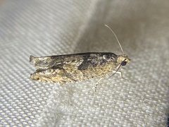 Pseudexentera haracana