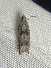 Pseudexentera haracana