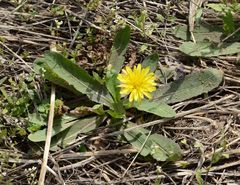 Taraxacum mongolicum