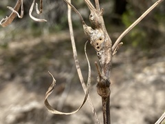 Neolasioptera lathami