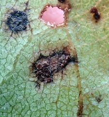 Puccinia plagianthi