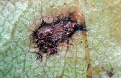 Puccinia plagianthi