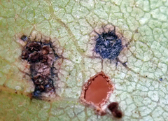 Puccinia plagianthi