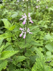 Stachys geobombycis