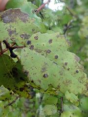 Puccinia plagianthi