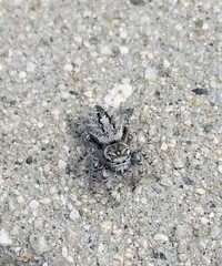 Phidippus asotus