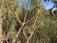 Allocasuarina pusilla